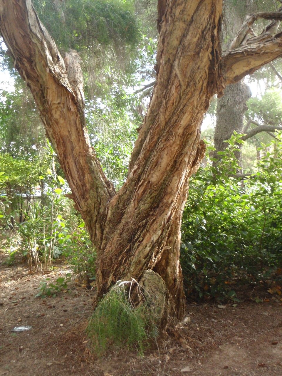Melaleuca linariifolia bark