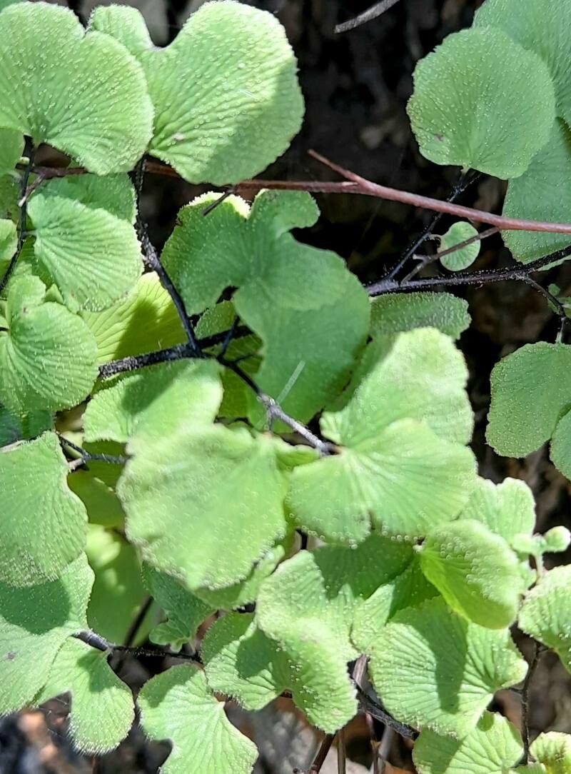 Adiantum scabrum — houseplant care guide