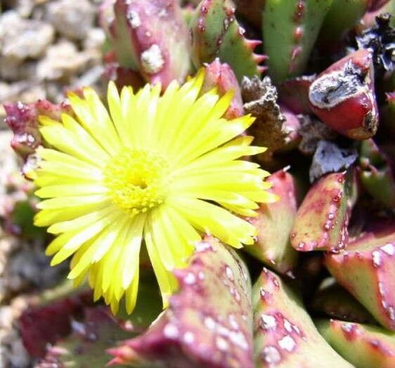 Stomatium ermininum flower