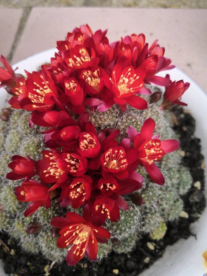 Rebutia spp. flower