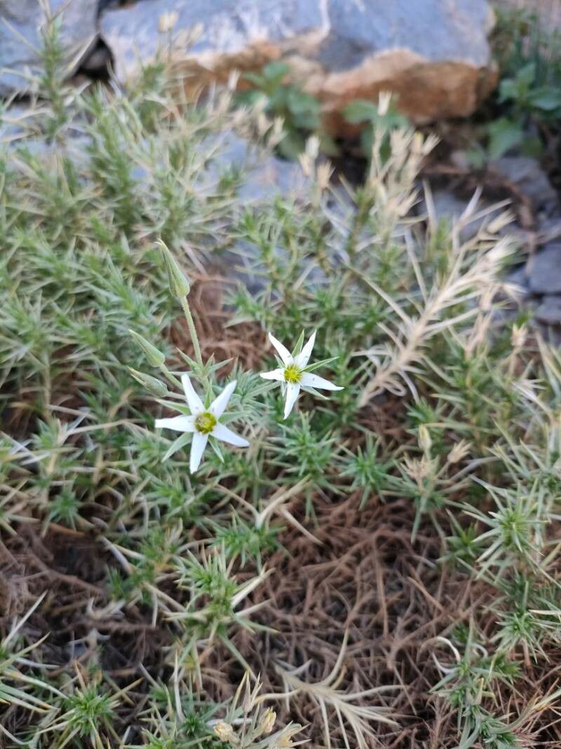 Arenaria pungens flower