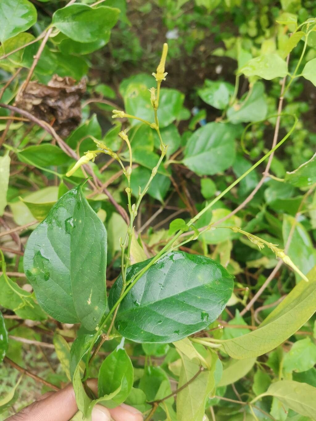 Cryptolepis sanguinolenta — houseplant care guide