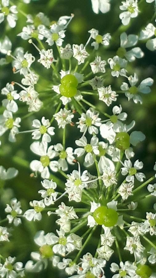 Chaerophyllum aureum flower