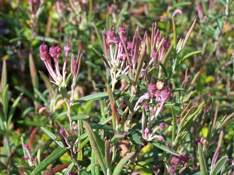 Andromeda polifolia fruit