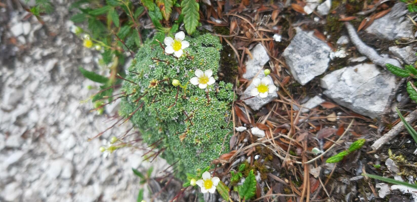 Saxifraga squarrosa leaf