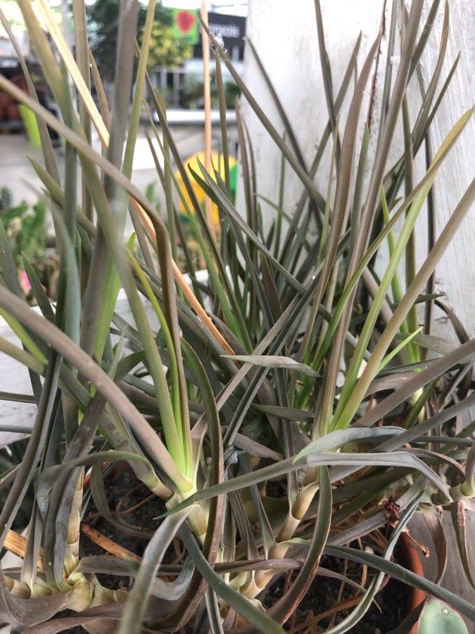 Bulbine frutescens leaf
