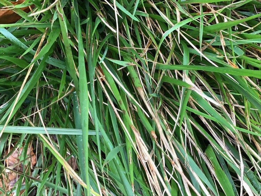 Brachypodium pinnatum — search result for 'Brachypodium'