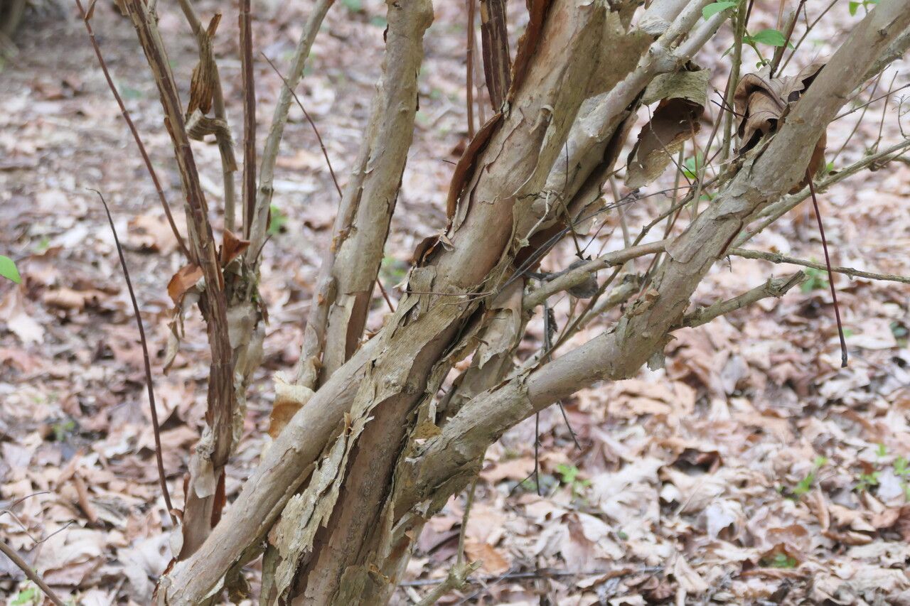 Deutzia longifolia bark