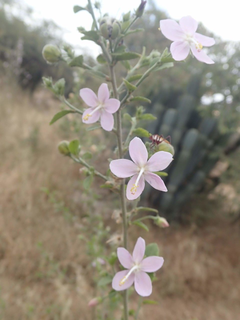 Hibiscus pycnostemon other