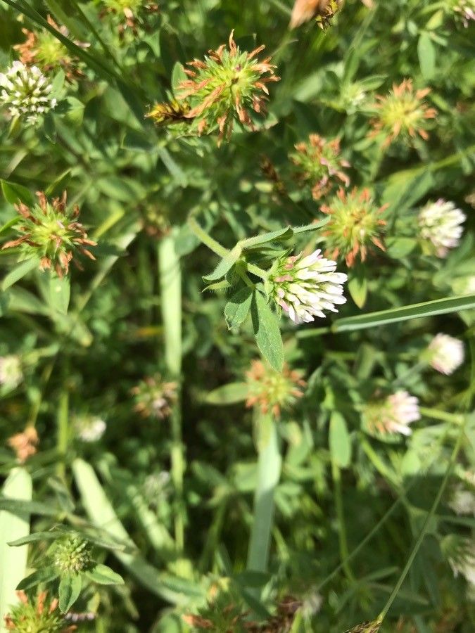 Trifolium michelianum flower