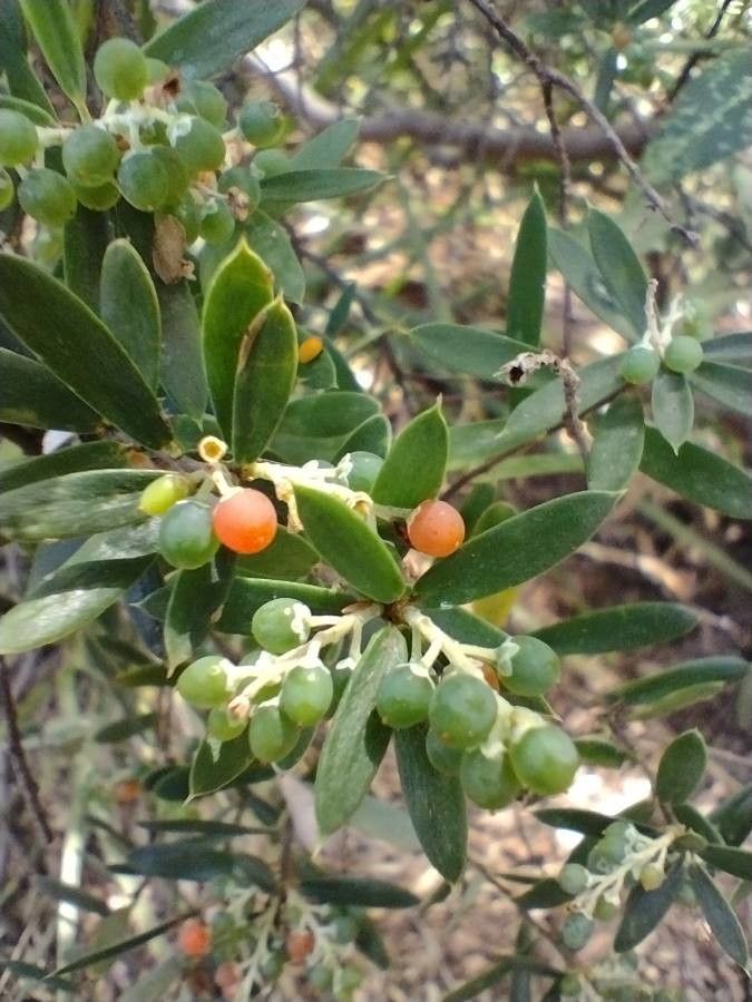 Monotoca elliptica fruit