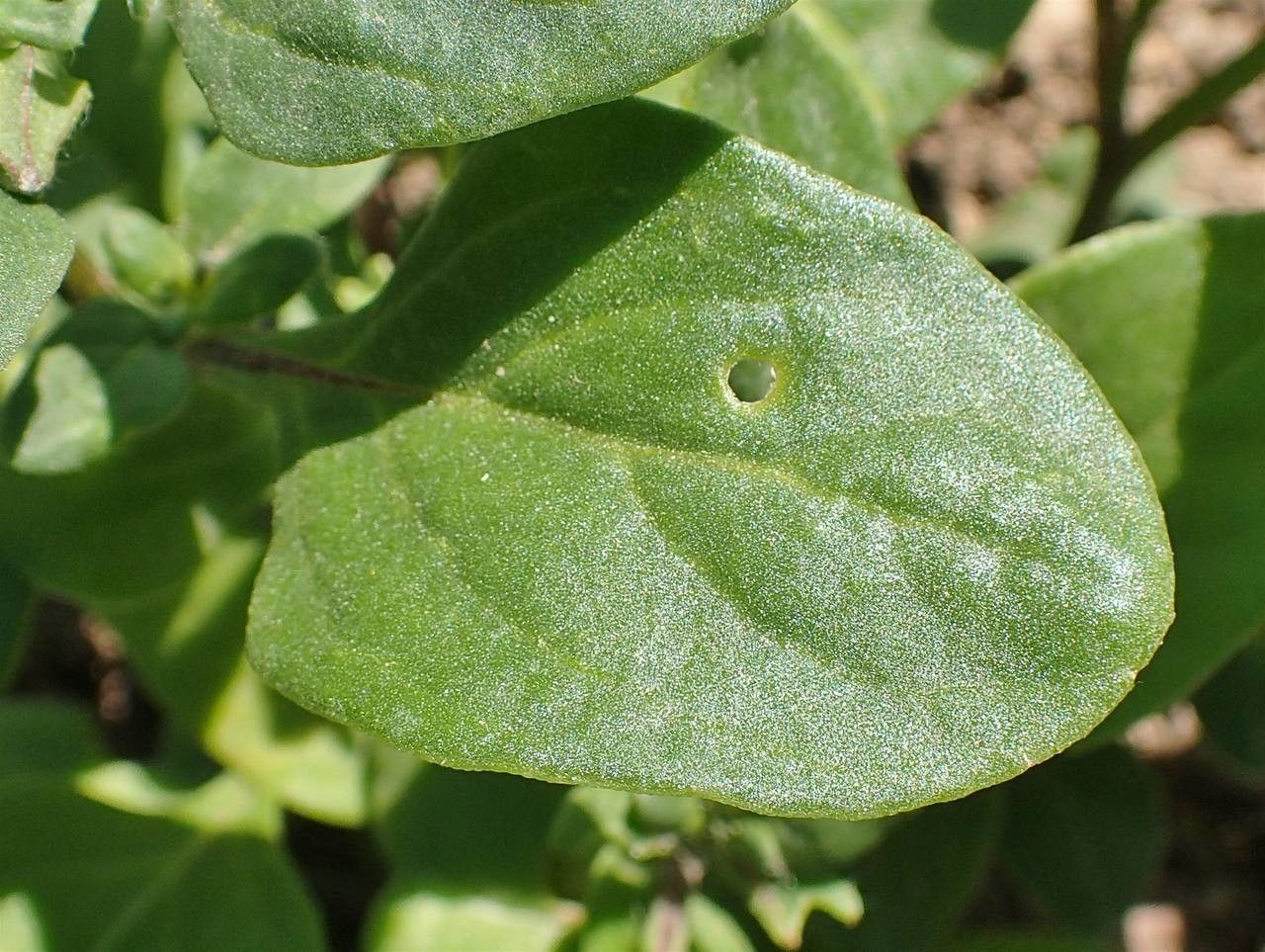 Nolana humifusa — related species from the same genus