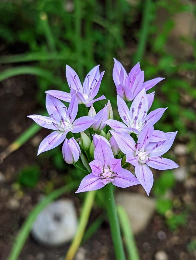 Allium unifolium flower