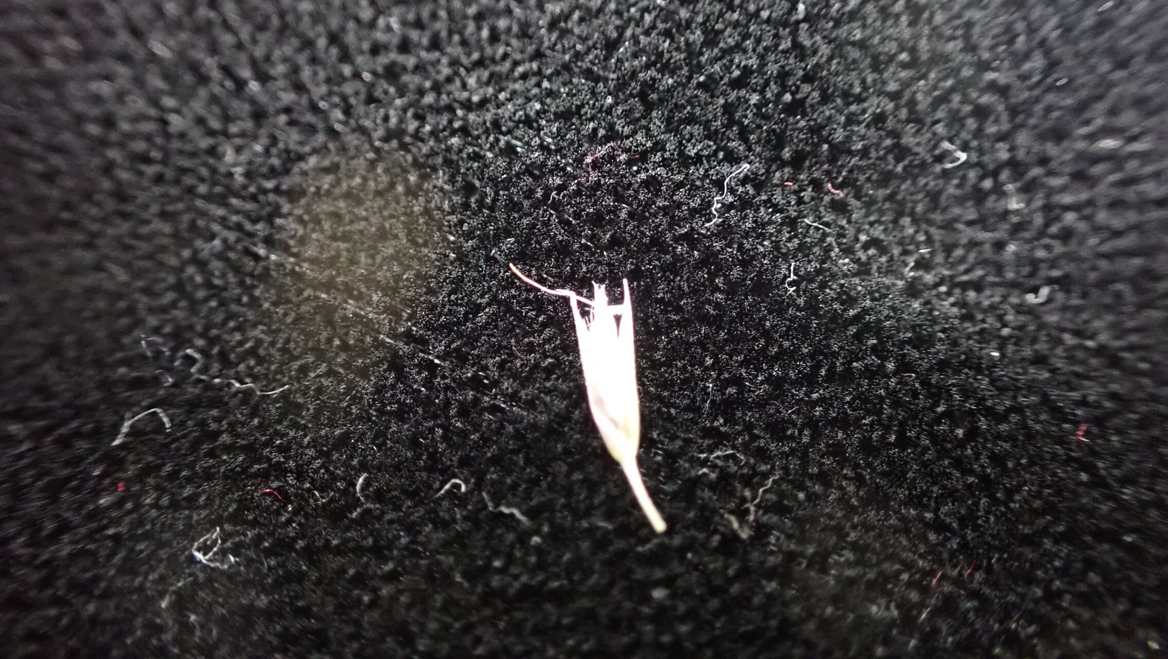 Calamagrostis scabrescens fruit