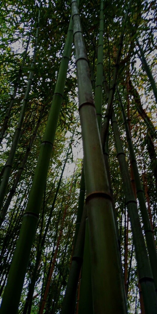 Phyllostachys viridiglaucescens habit