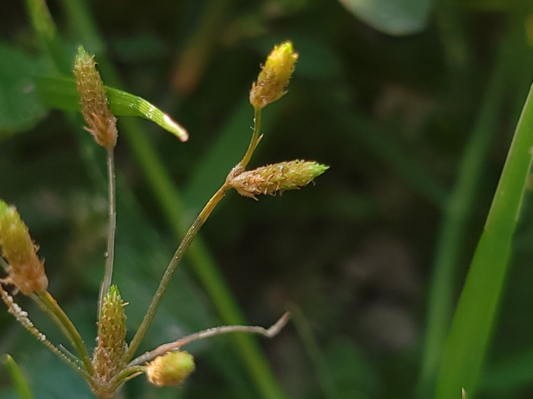 Fimbristylis aestivalis flower