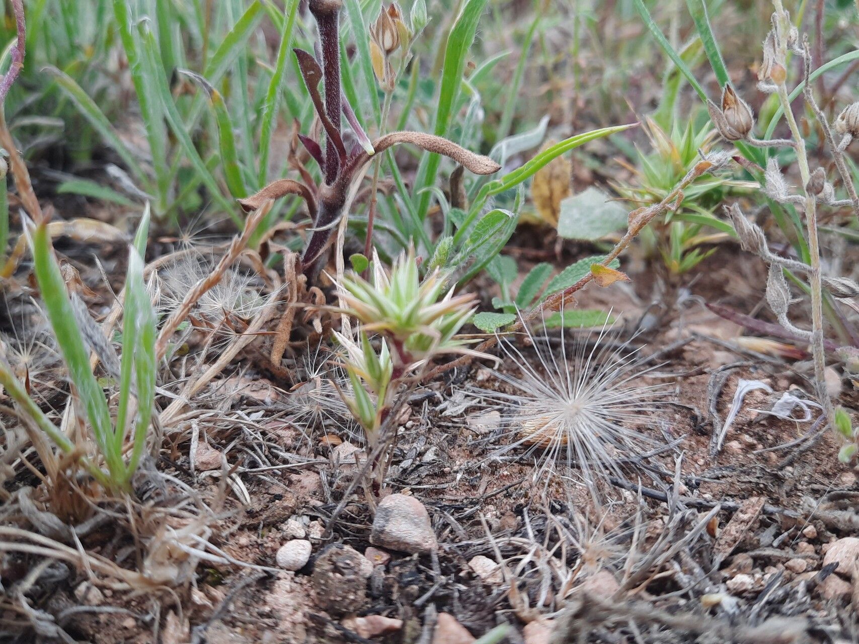 Minuartia montana habit