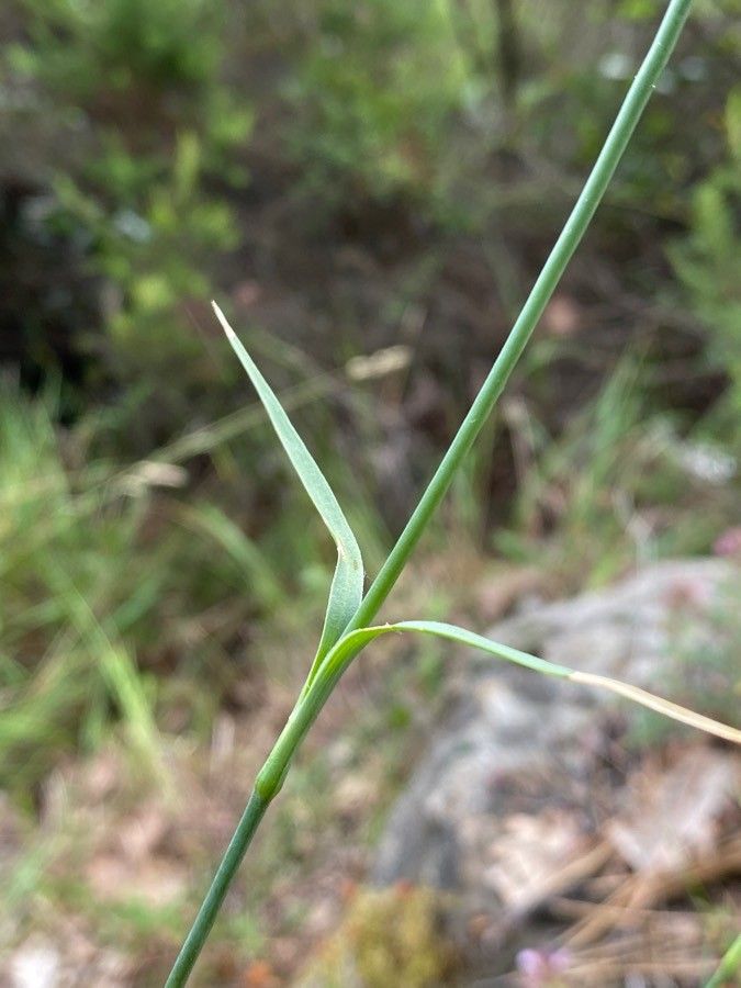 Dianthus balbisii — search result for 'Caryophyllaceae'