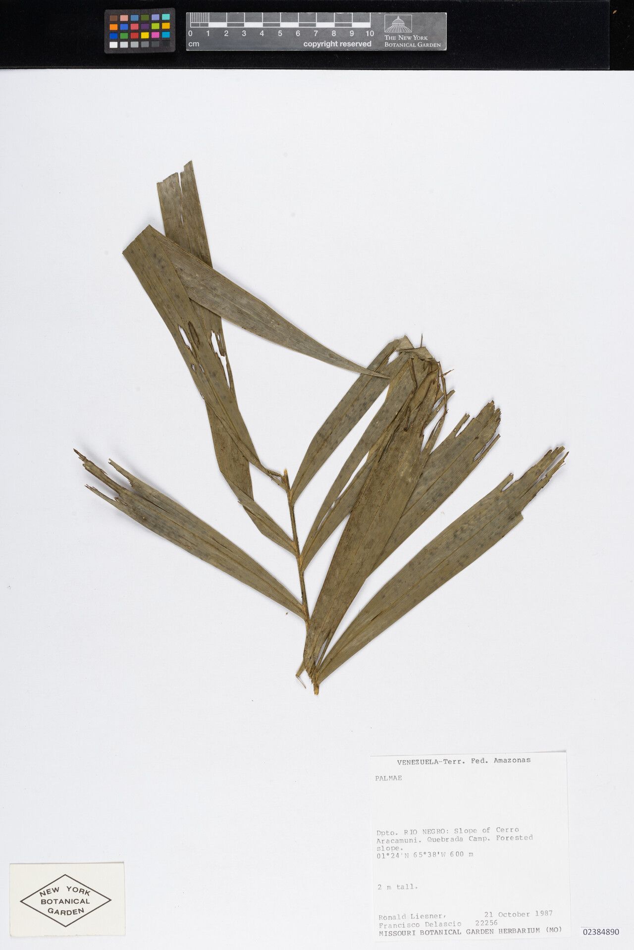 Bactris balanophora — related species from the same genus