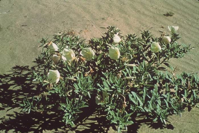 Oenothera californica habit