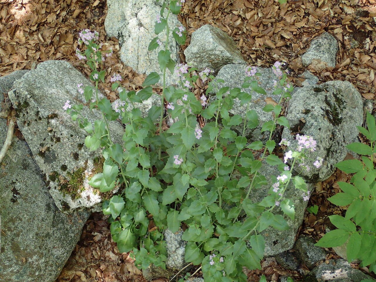 Arabidopsis cebennensis habit