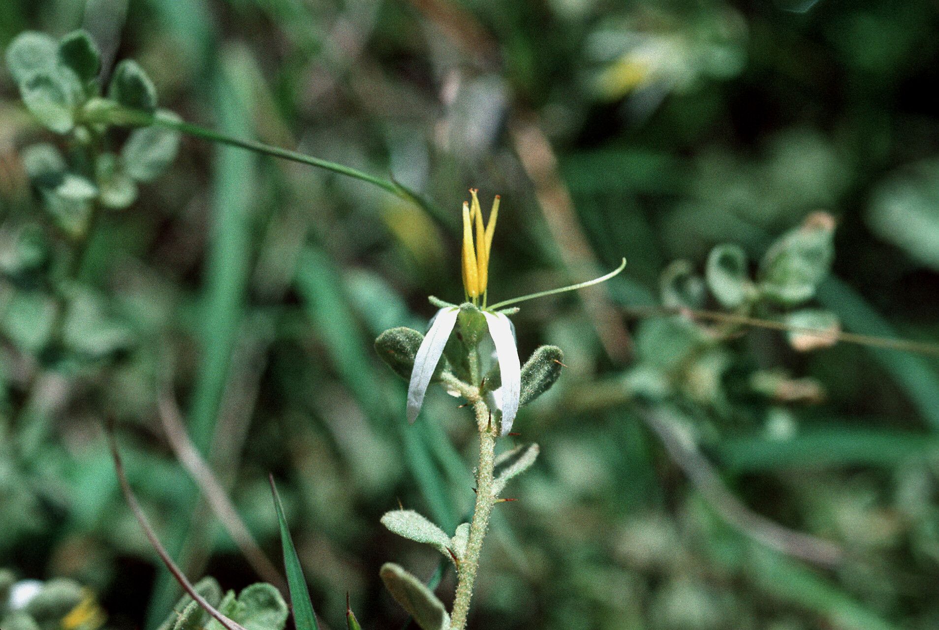 Solanum infundibuliforme — houseplant care guide