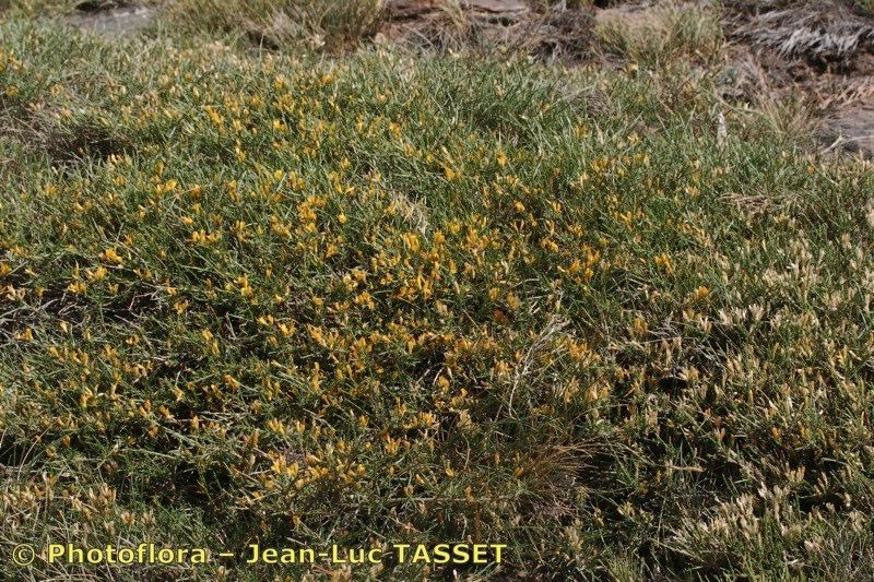 Genista versicolor habit