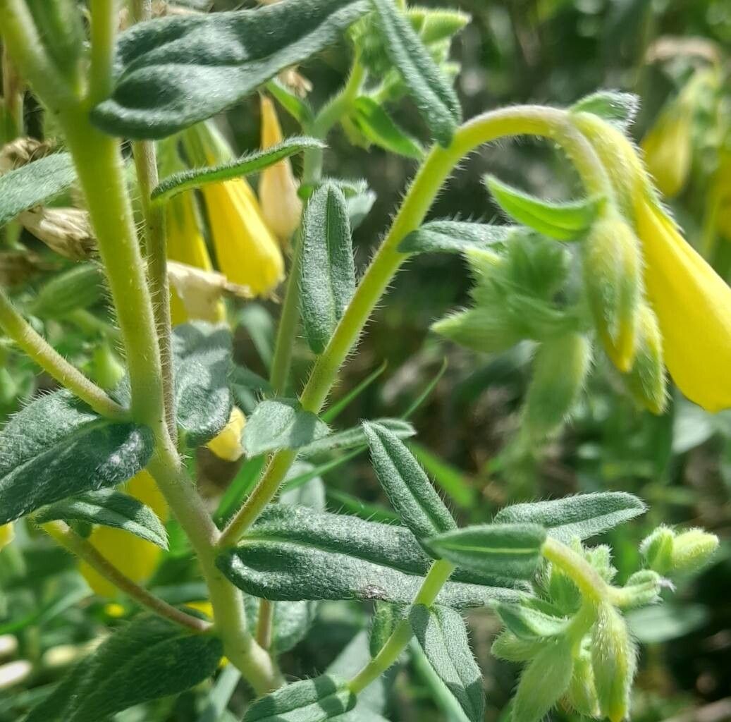 Onosma stellulata — houseplant care guide