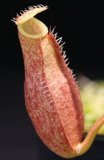 Nepenthes papuana — search result for 'Nepenthes'