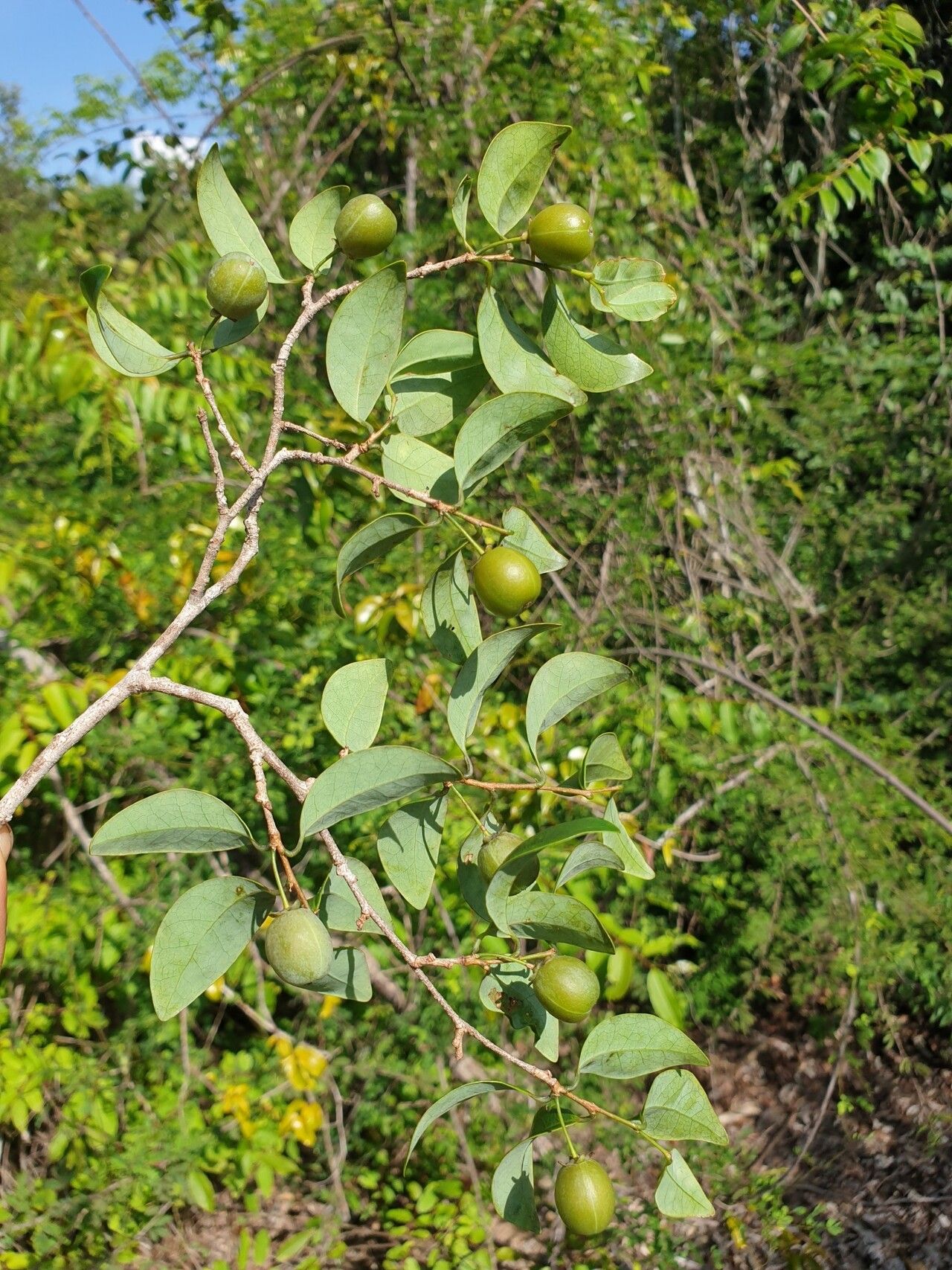 Margaritaria rhomboidalis habit