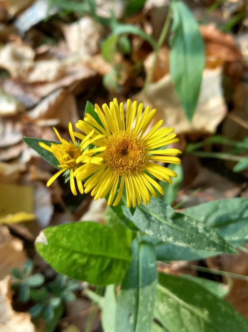 Inula britannica flower