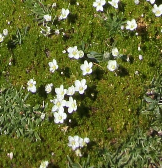 Sagina pilifera flower