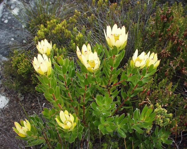 Leucadendron strobilinum habit