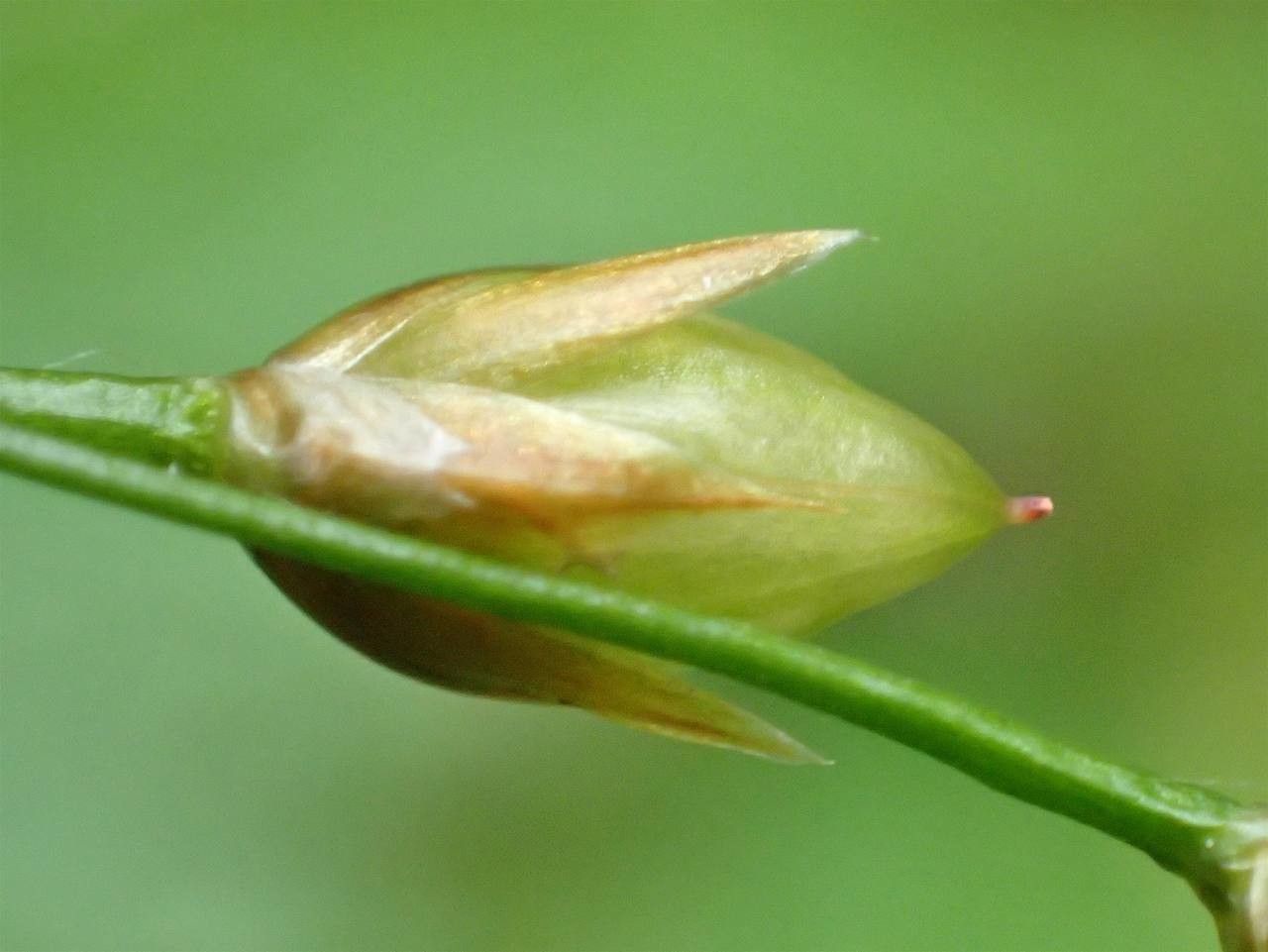 Luzula luzulina fruit