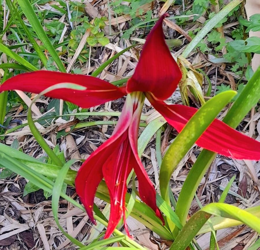 Sprekelia formosissima flower