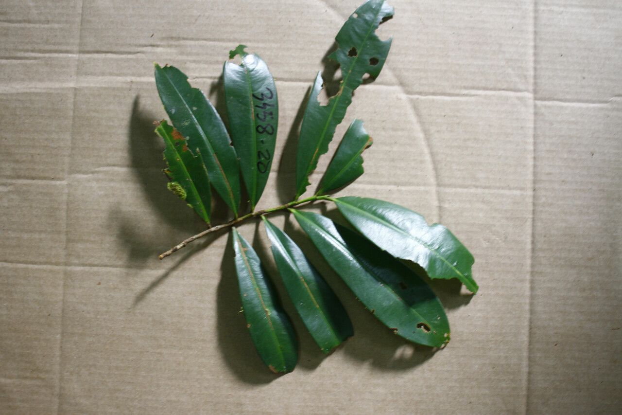 Ouratea decagyna — houseplant care guide