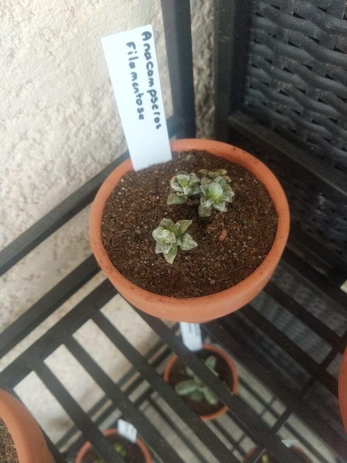 Anacampseros filamentosa leaf