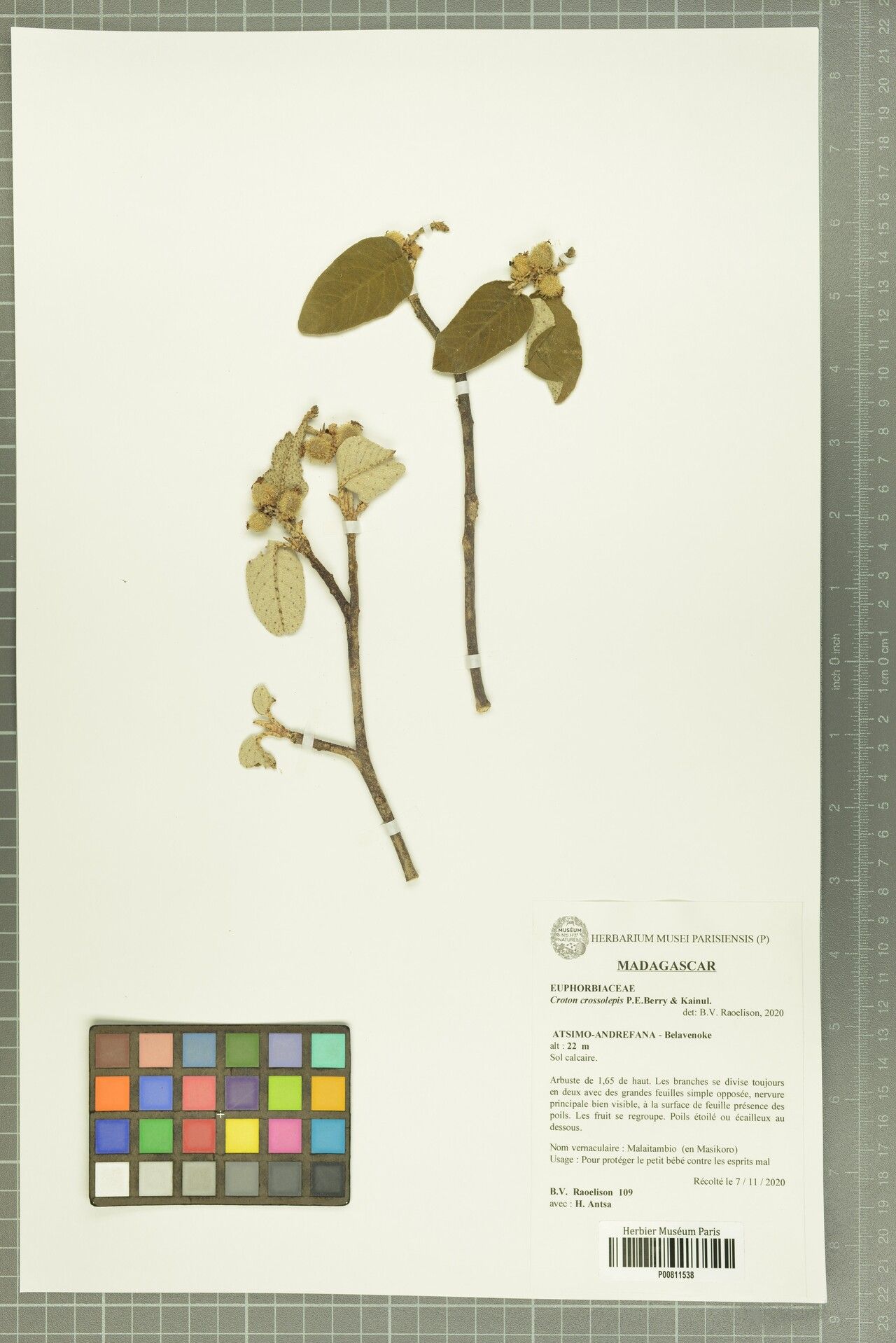 Croton crossolepis — houseplant care guide