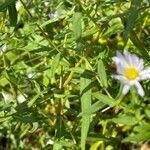 Symphyotrichum novi-belgii