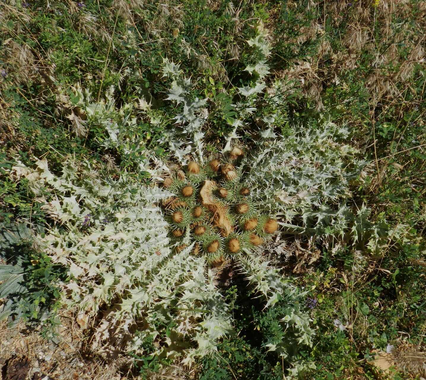 Onopordum acaulon leaf