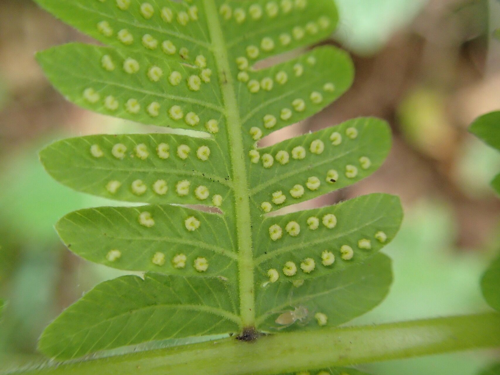 Thelypteris guineensis — search result for 'Thelypteris'