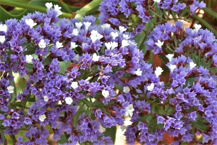 Limonium arborescens flower