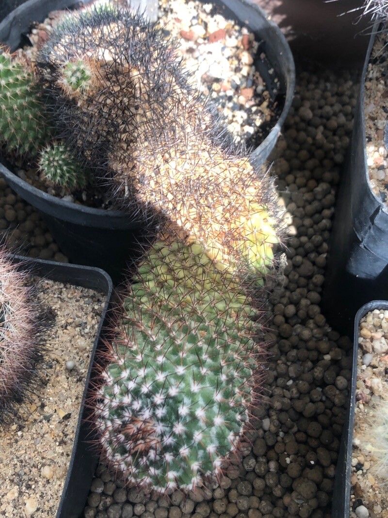 Mammillaria polythele leaf