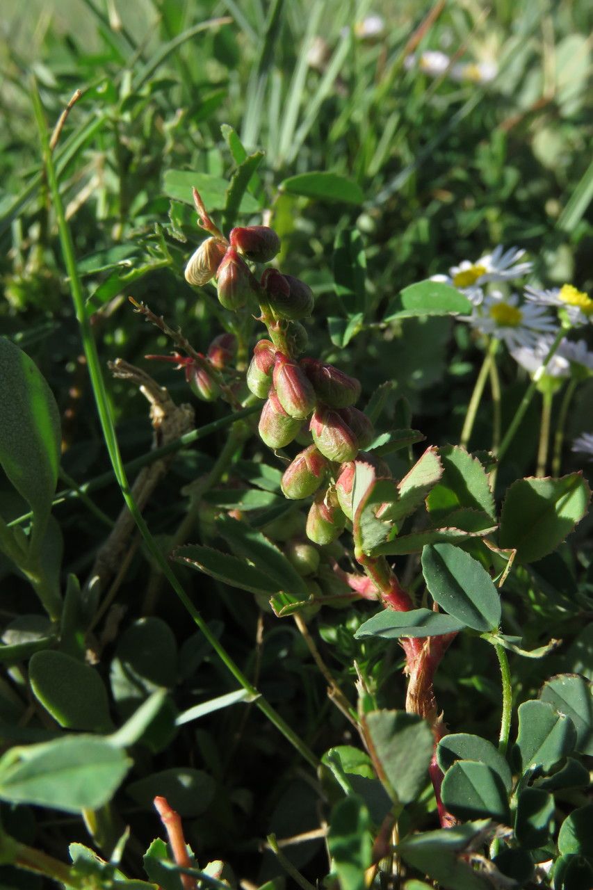 Melilotus indicus fruit