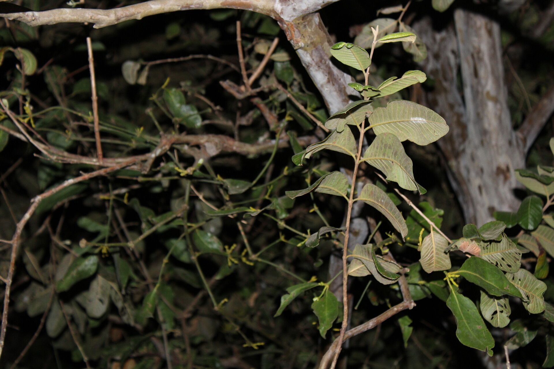 Phoradendron racemosum — houseplant care guide