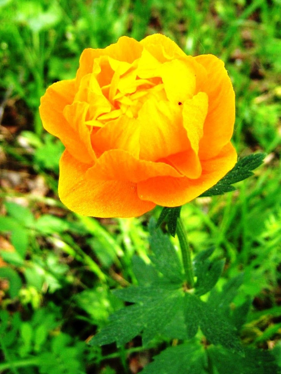 Trollius kytmanovii — search result for 'Trollius'