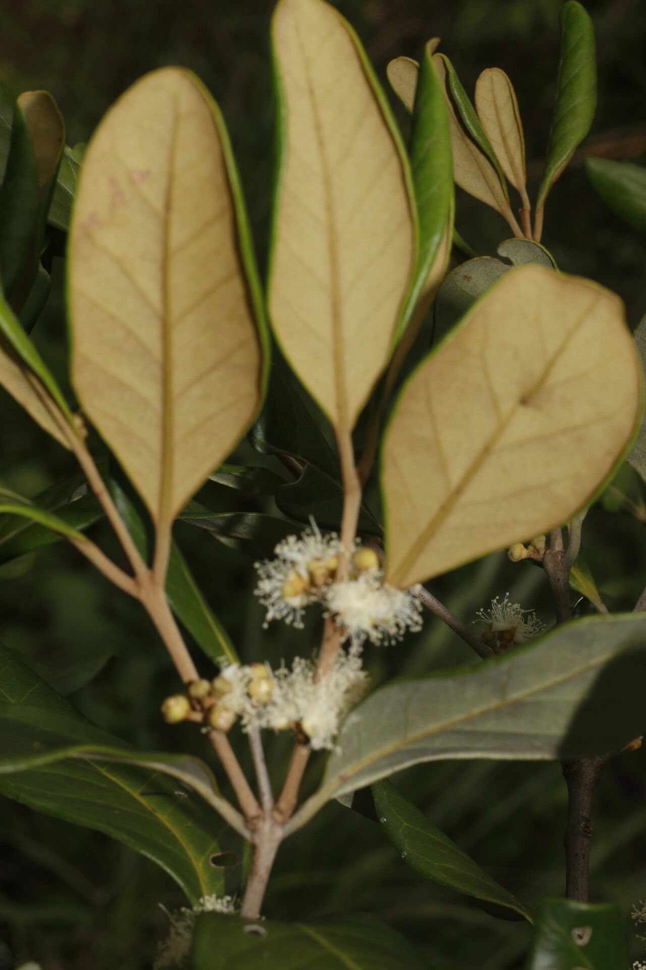 Eugenia hypargyrea flower