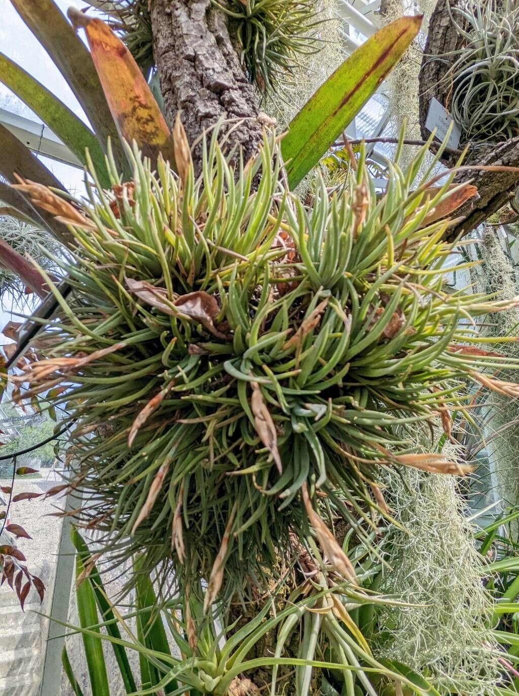 Tillandsia argentina habit