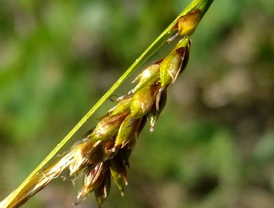 Carex austroalpina flower