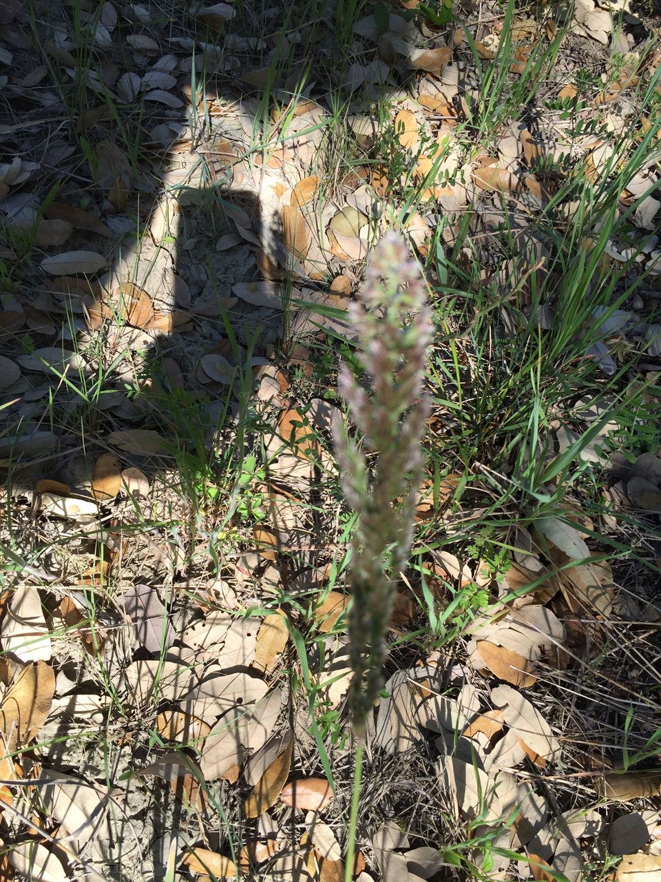 Poa arachnifera habit